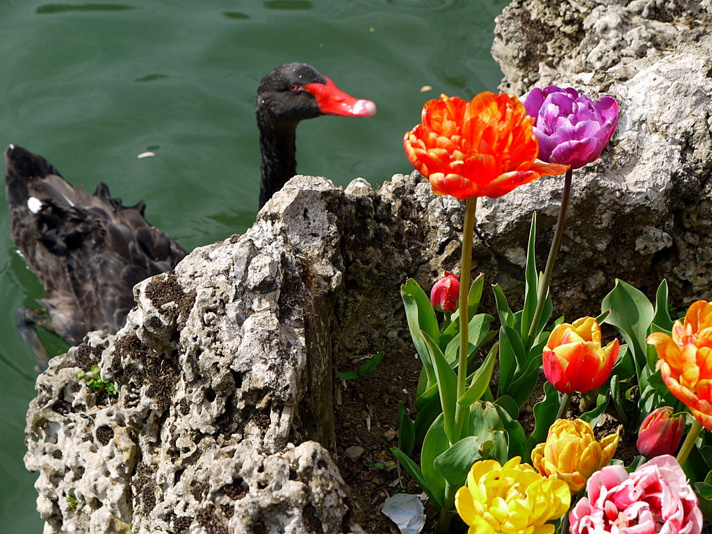 The tulip time in Istanbul